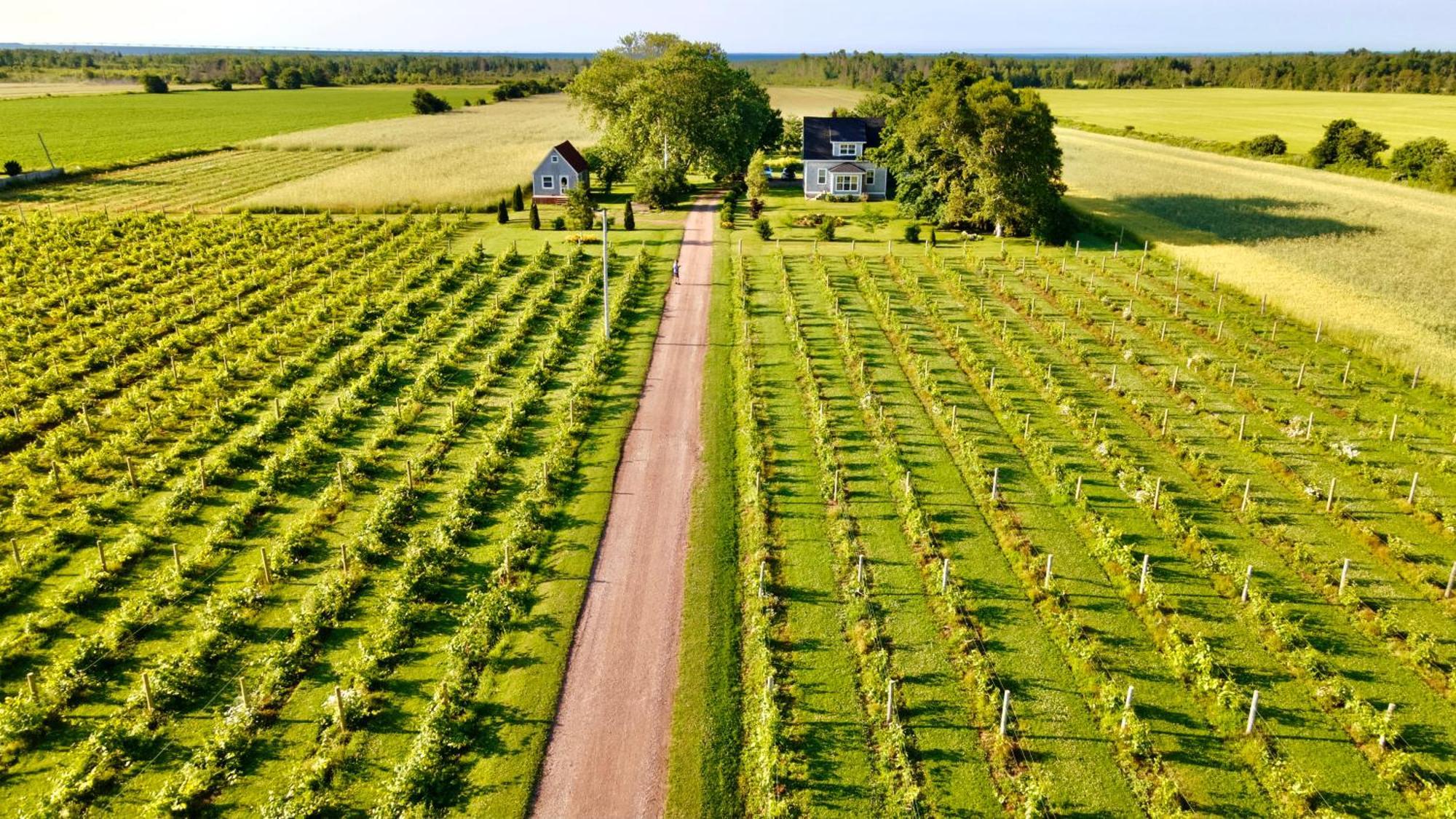 Bed and Breakfast Sunbury Cove Winery Miscouche Zewnętrze zdjęcie